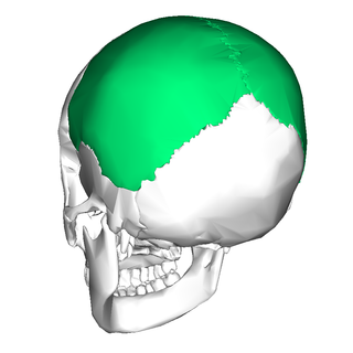 <span class="mw-page-title-main">Parietal bone</span> Bone in the human skull which, when joined together, forms the sides and roof of the cranium