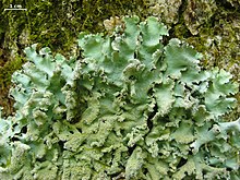 Parmotrema crinitum Parmotrema crinitum - Flickr - pellaea (1).jpg