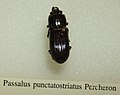 Miniatura para Passalus punctatostriatus