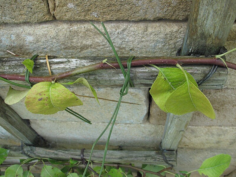 File:Peartree branch tied.JPG