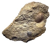 Pecten fossil.jpg