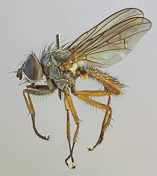 <i>Pegomya solennis</i> Species of fly