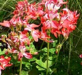 Pelargonium x hortorum fireworks red and white bicolor