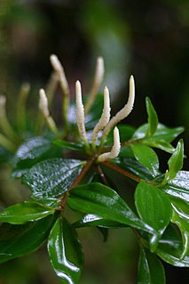 <i>Peperomia</i> Genus of plants