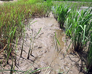 Rice regrowing from rhizomes Perennial rice regrowth.JPG