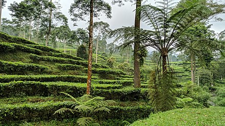 Pagilaran Tea Plantation