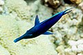 * Nomination Green birdmouth wrasse (Gomphosus caeruleus), Red Sea, Egypt --Poco a poco 00:02, 25 August 2023 (UTC) * Promotion  Support Good quality. --Satdeep Gill 00:59, 25 August 2023 (UTC)