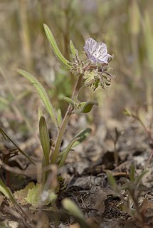 <i>Phacelia exilis</i> Species of flowering plant