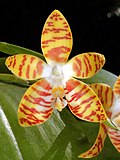 Phalaenopsis amboinensis Orchi 104.jpg 