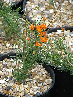 <i>Pharnaceum</i> Genus of Molluginaceae plants