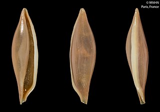 <i>Phenacovolva morrisoni</i> Species of gastropod