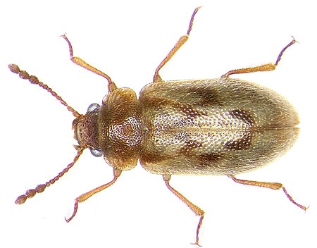 Phloiophilus edwardsi