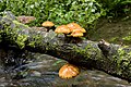 ヌメリスギタケモドキ Pholiota aurivella