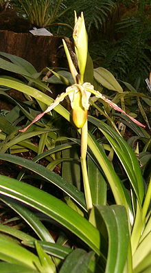 PhGRAGMipedium longifolium BotGardBln271207A.jpg