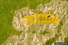 Phyllocnistis citrella larve.jpg