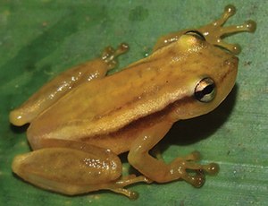 Phyllodytes wuchereri IRDias2014 (cropped).jpg