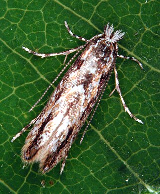 <i>Phyllonorycter issikii</i> Species of moth