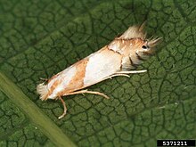 Phyllonorycter roboris adult.jpg 