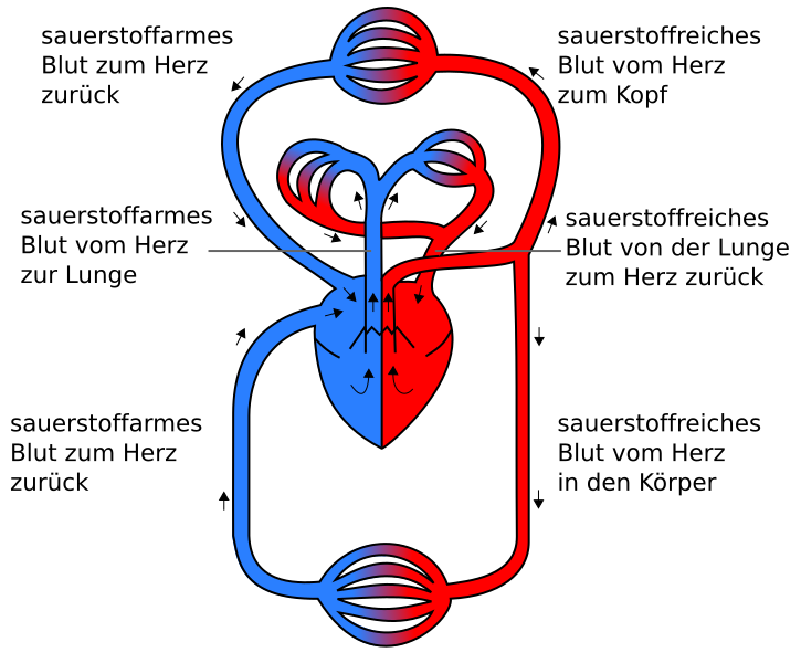 File:Physiologie Blutkreislauf.svg