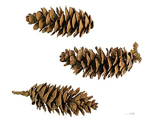 Picea Orientalis: Descripción, Usos, Taxonomía