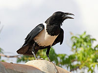 Crow, Pied Corvus albus