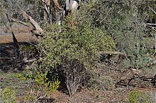 Habit of subsp. microcephala near the Gawler Ranges Pimelea microcephala habit.jpg