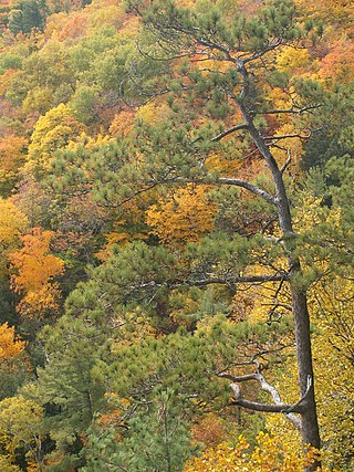 <span class="mw-page-title-main">Eastern Great Lakes lowland forests</span> Temperate broadleaf and mixed forest ecoregion of Canada and the United States