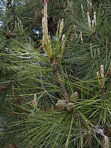 Pinus brutia. An indicator plant for Iron and Zinc. Pinus brutia(03).jpg