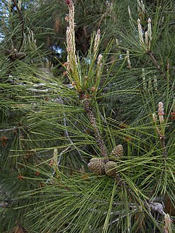 Pinus brutia(03).jpg