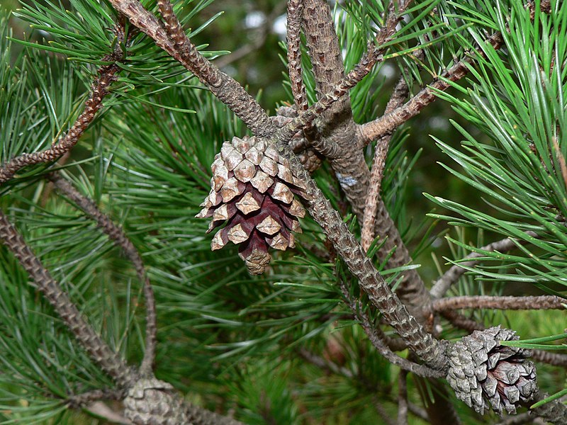 File:Pinus contorta 28290.JPG