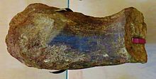 Limb bone Pistosaurus longaevus from Caldonazzo.JPG