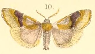 <i>Sacada pyraliformis</i> Species of moth