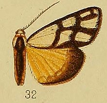 Pl.36-fig.32-Anaphosia eurygrapha Hampson, 1910. JPG