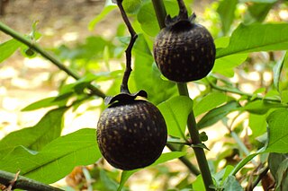<i>Vitex doniana</i> African fruit, black plum