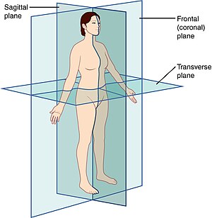 Anatomia: Etimologia e definição, Tecidos animais, Anatomia humana