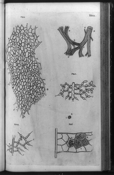 File:Plant tissue, drawn from microscope view, including, at lower right, an oleander leaf LCCN92516641.jpg