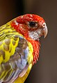 * Nomination Eastern Rosella (elecica), Bird park Steinen, Germany --Llez 05:23, 27 July 2023 (UTC) * Decline  Oppose A big part of the body is blurred. --Sebring12Hrs 08:36, 4 August 2023 (UTC)