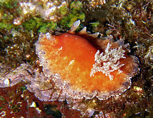 Platydoris pulchra.JPG