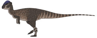 <i>Platytholus</i> Genus of pachycephalosaurid dinosaurs