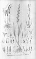 Acianthera glumacea (as syn. Pleurothallis crocea) plate 89, fig. IV in: Alfred Cogniaux: Flora Brasiliensis vol. 3 pt. 4 (1893-1896)