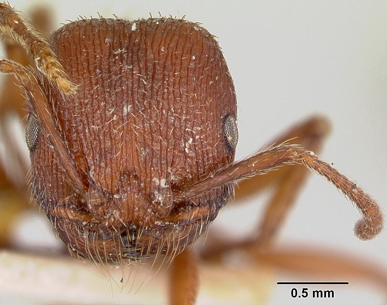 File:Pogonomyrmex guatemaltecus casent0103537 head 1.jpg