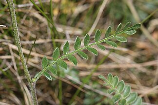 Polemonium boreale