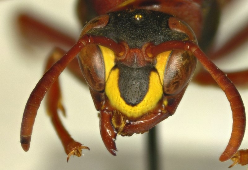 File:Polistes fastidiosus 28893381.jpg