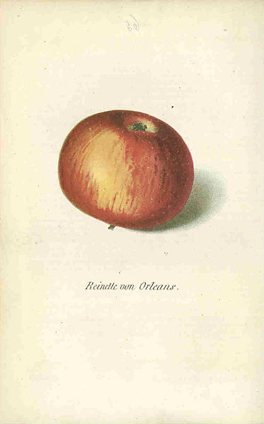 File:Pom.Mon.Hefte 1858 Reinette von Orleans.jpg