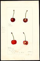 Image of cherries (scientific name: Prunus avium), with this specimen originating in South Haven, Van Buren County, Michigan, United States. (1897)