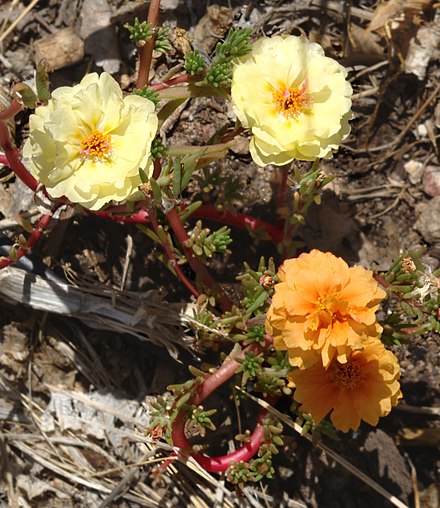 A mutation has caused this moss rose plant to produce flowers of different colors. This is a somatic mutation that may also be passed on in the germline.