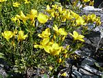 Potentilla carniolica3.JPG