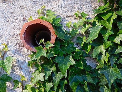 Wall with ivy, Small Palffy Garden, Prague, Czechia