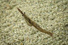 Praunus flexuosus (Gebogene Schwebegarnele, chameleon shrimp) (28691591852).jpg