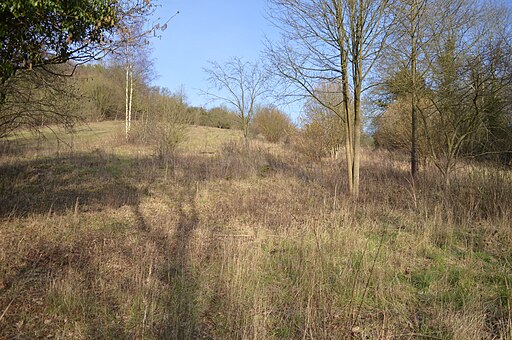 Prestwood Local Nature Reserve 1